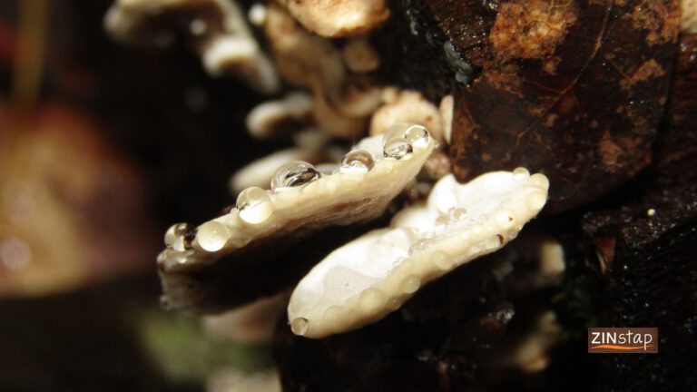 Als in de herfst de tranen uit de hemel vallen • Zinstap • Wandelcoaching