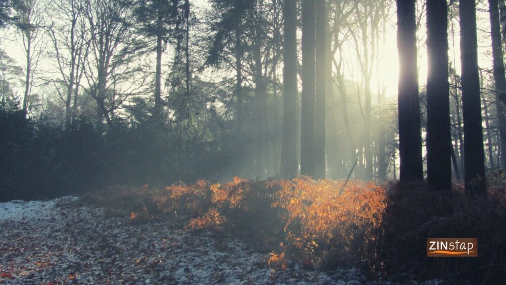 stiltewandeling oudejaarsdag - christelijke wandelcoach voor vrouwen - zinstap - ede - veenendaal
