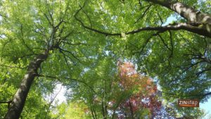 leren van de concurrentiestrijd van bomen - zinstap - christelijke wandelcoach voor vrouwen