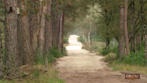natuur en gezondheid - het wonderlijke van een boswandeling - zinstap wandelcoaching